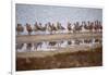 Godwit GetTogether-Vincent James-Framed Photographic Print