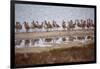 Godwit GetTogether-Vincent James-Framed Photographic Print