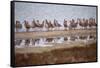 Godwit GetTogether-Vincent James-Framed Stretched Canvas