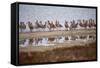 Godwit Party at Bodega Bay Harbor-Vincent James-Framed Stretched Canvas