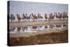 Godwit Party at Bodega Bay Harbor-Vincent James-Stretched Canvas