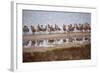 Godwit Party at Bodega Bay Harbor-Vincent James-Framed Photographic Print