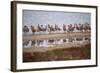 Godwit Party at Bodega Bay Harbor-Vincent James-Framed Photographic Print