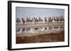 Godwit Party at Bodega Bay Harbor-Vincent James-Framed Photographic Print