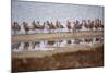 Godwit Party at Bodega Bay Harbor-Vincent James-Mounted Photographic Print