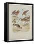 Godwits and Curlews, C.1915 (W/C & Bodycolour over Pencil on Board)-Archibald Thorburn-Framed Stretched Canvas