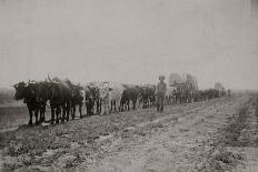 Ox Team And Wagons Fort Custer, Montana-Goff-Art Print