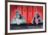 Goin Ape Down at the Monkey Bars-Will Bullas-Framed Giclee Print