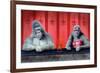 Goin Ape Down at the Monkey Bars-Will Bullas-Framed Giclee Print