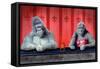 Goin Ape Down at the Monkey Bars-Will Bullas-Framed Stretched Canvas