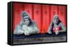 Goin Ape Down at the Monkey Bars-Will Bullas-Framed Stretched Canvas