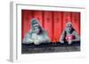 Goin Ape Down at the Monkey Bars-Will Bullas-Framed Giclee Print