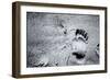 Going Home-Henriette Lund Mackey-Framed Photographic Print