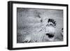 Going Home-Henriette Lund Mackey-Framed Photographic Print