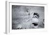 Going Home-Henriette Lund Mackey-Framed Photographic Print