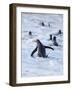 Going to the sea on a beach. Gentoo Penguin in the Falkland Islands in January.-Martin Zwick-Framed Photographic Print