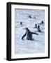 Going to the sea on a beach. Gentoo Penguin in the Falkland Islands in January.-Martin Zwick-Framed Photographic Print