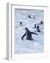 Going to the sea on a beach. Gentoo Penguin in the Falkland Islands in January.-Martin Zwick-Framed Photographic Print