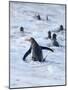 Going to the sea on a beach. Gentoo Penguin in the Falkland Islands in January.-Martin Zwick-Mounted Photographic Print