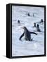 Going to the sea on a beach. Gentoo Penguin in the Falkland Islands in January.-Martin Zwick-Framed Stretched Canvas