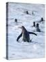 Going to the sea on a beach. Gentoo Penguin in the Falkland Islands in January.-Martin Zwick-Stretched Canvas