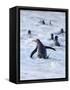 Going to the sea on a beach. Gentoo Penguin in the Falkland Islands in January.-Martin Zwick-Framed Stretched Canvas