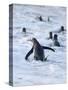Going to the sea on a beach. Gentoo Penguin in the Falkland Islands in January.-Martin Zwick-Stretched Canvas