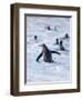 Going to the sea on a beach. Gentoo Penguin in the Falkland Islands in January.-Martin Zwick-Framed Photographic Print