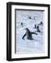 Going to the sea on a beach. Gentoo Penguin in the Falkland Islands in January.-Martin Zwick-Framed Photographic Print