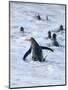 Going to the sea on a beach. Gentoo Penguin in the Falkland Islands in January.-Martin Zwick-Mounted Photographic Print