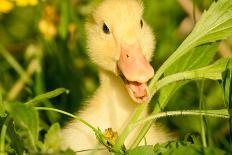 Small Yellow Duckling Outdoor On Green Grass-goinyk-Photographic Print