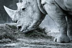 White Rhino In Black And White Eating-goinyk-Photographic Print