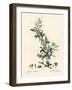 Goji Berry or Chinese Wolfberry, Lycium Barbarum (Lycium Turbinatum). Handcoloured Stipple Engravin-Pierre-Joseph Redouté-Framed Giclee Print