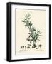 Goji Berry or Chinese Wolfberry, Lycium Barbarum (Lycium Turbinatum). Handcoloured Stipple Engravin-Pierre-Joseph Redouté-Framed Giclee Print