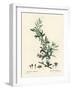 Goji Berry or Chinese Wolfberry, Lycium Barbarum (Lycium Turbinatum). Handcoloured Stipple Engravin-Pierre-Joseph Redouté-Framed Giclee Print