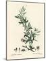 Goji Berry or Chinese Wolfberry, Lycium Barbarum (Lycium Turbinatum). Handcoloured Stipple Engravin-Pierre-Joseph Redouté-Mounted Giclee Print