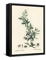 Goji Berry or Chinese Wolfberry, Lycium Barbarum (Lycium Turbinatum). Handcoloured Stipple Engravin-Pierre-Joseph Redouté-Framed Stretched Canvas