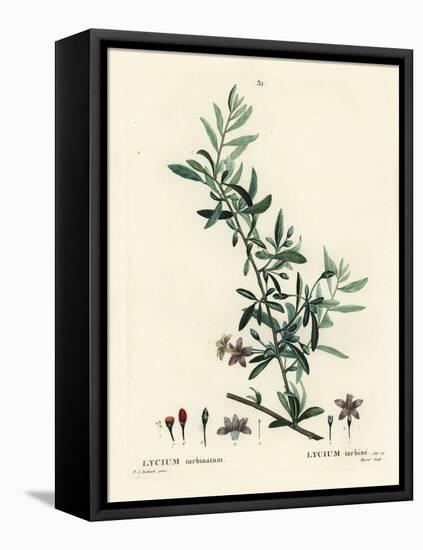 Goji Berry or Chinese Wolfberry, Lycium Barbarum (Lycium Turbinatum). Handcoloured Stipple Engravin-Pierre-Joseph Redouté-Framed Stretched Canvas