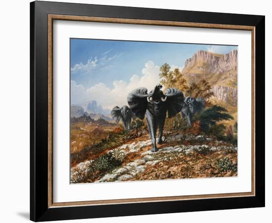 Gold and Ivory, Elephants Charging-Thomas Baines-Framed Art Print