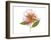 Gold and Pink Peony-Judy Stalus-Framed Premium Giclee Print