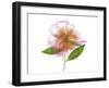 Gold and Pink Peony-Judy Stalus-Framed Premium Giclee Print