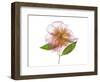 Gold and Pink Peony-Judy Stalus-Framed Art Print