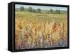 Gold and Red Field I-Tim OToole-Framed Stretched Canvas