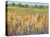 Gold and Red Field I-Tim OToole-Stretched Canvas