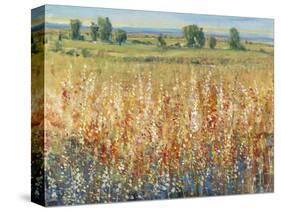 Gold and Red Field II-Tim OToole-Stretched Canvas