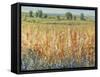 Gold and Red Field II-Tim OToole-Framed Stretched Canvas