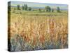 Gold and Red Field II-Tim OToole-Stretched Canvas