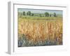 Gold and Red Field II-Tim OToole-Framed Art Print