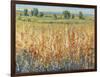 Gold and Red Field II-Tim OToole-Framed Art Print