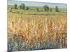 Gold and Red Field II-Tim OToole-Mounted Art Print